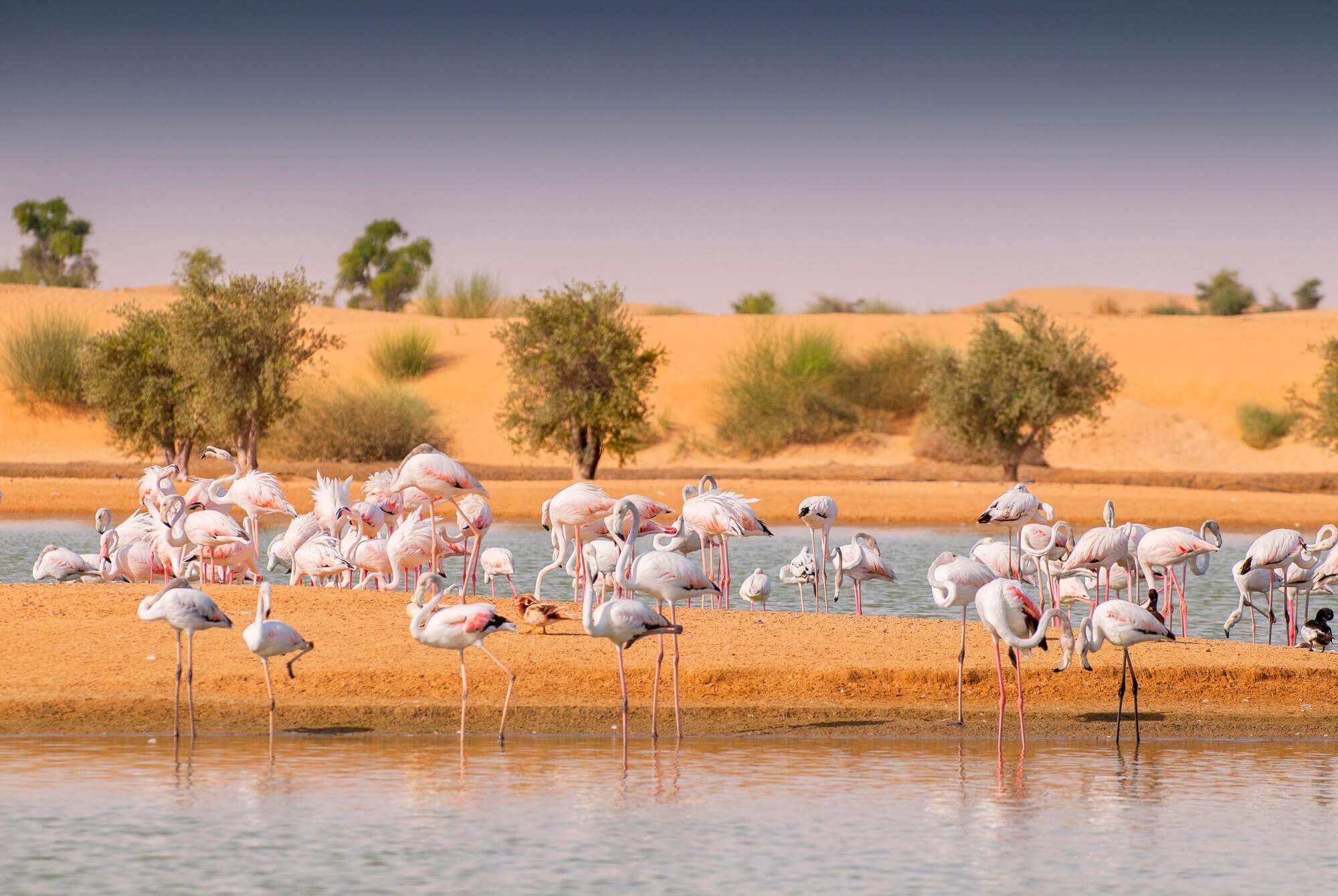 Al Qudra lakes