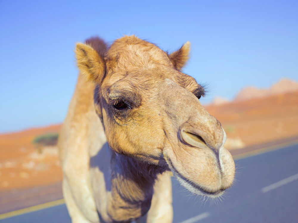 camel on the road UAE